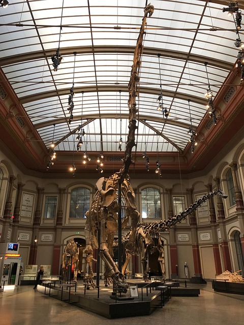 A giant fossil of a braciosaur