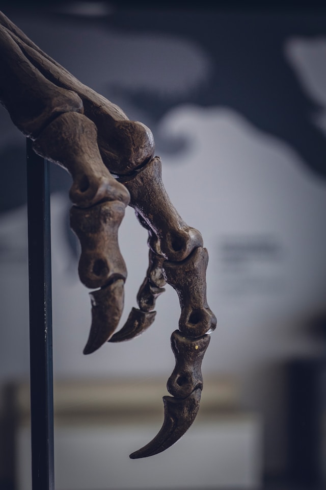 The 'hand' of a dinosaur