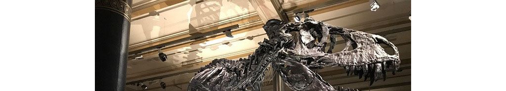 Fossil of a T-rex