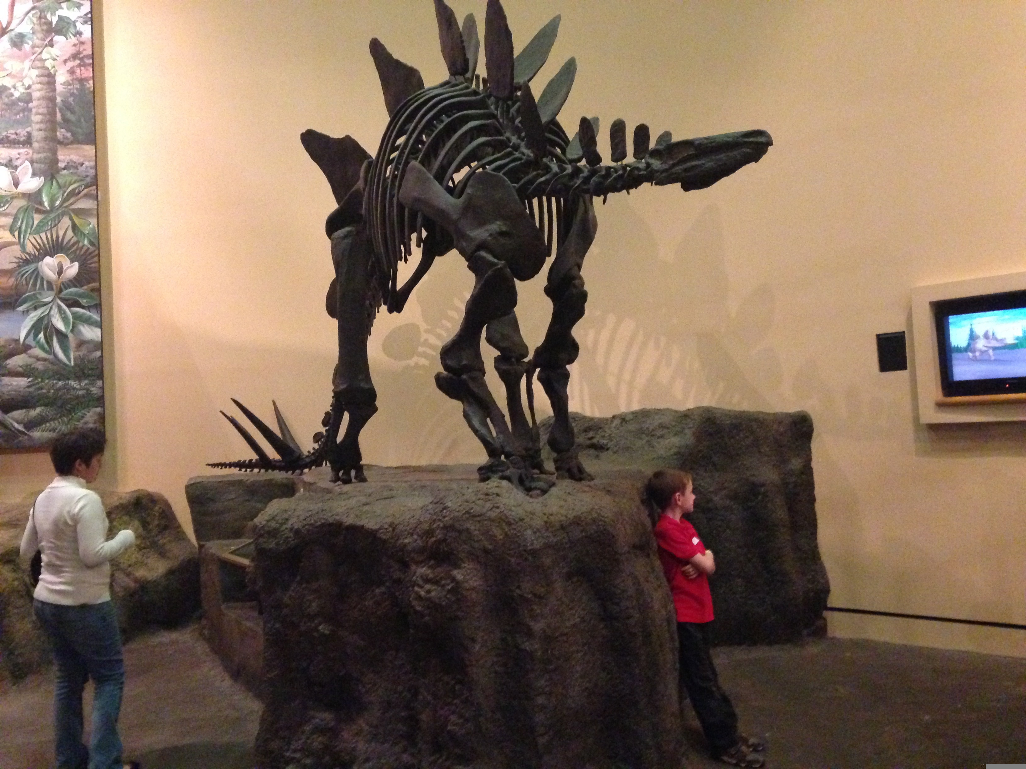 A fossil of a stegosaurus