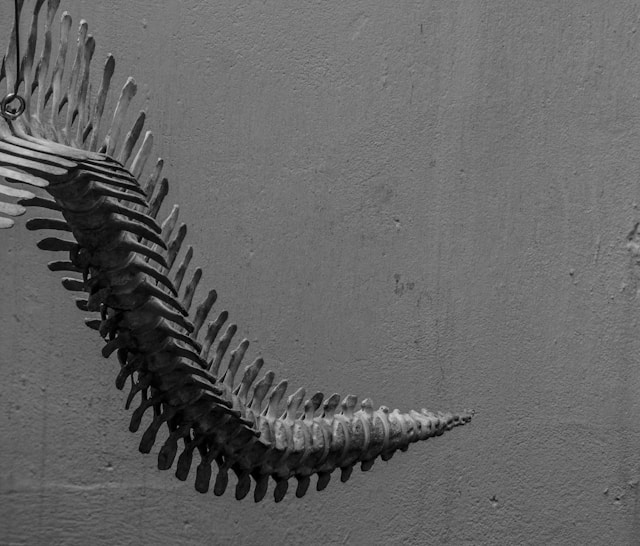 The skeletal tail of a dinosaur