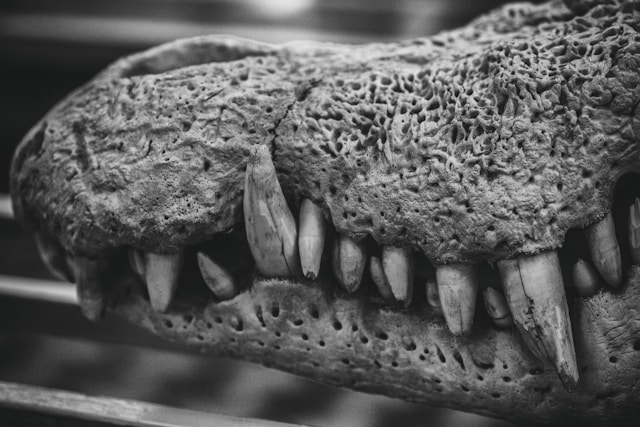 An up close shot of a dinosaurs teeth