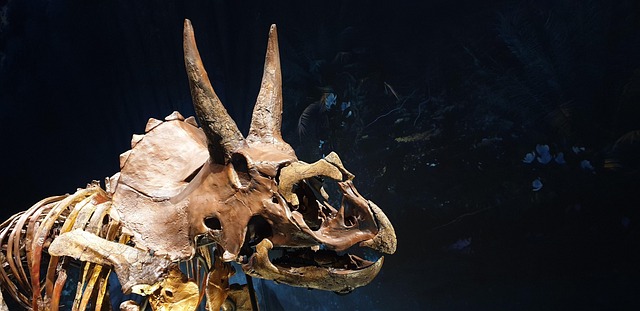 A triceratops fossil
