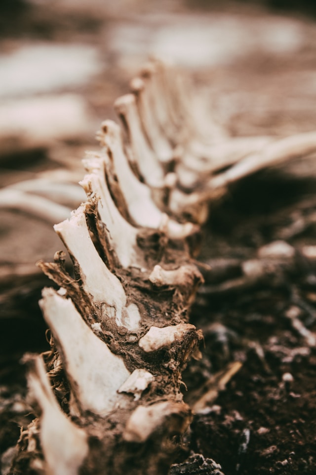 A vertebrate in the dirt